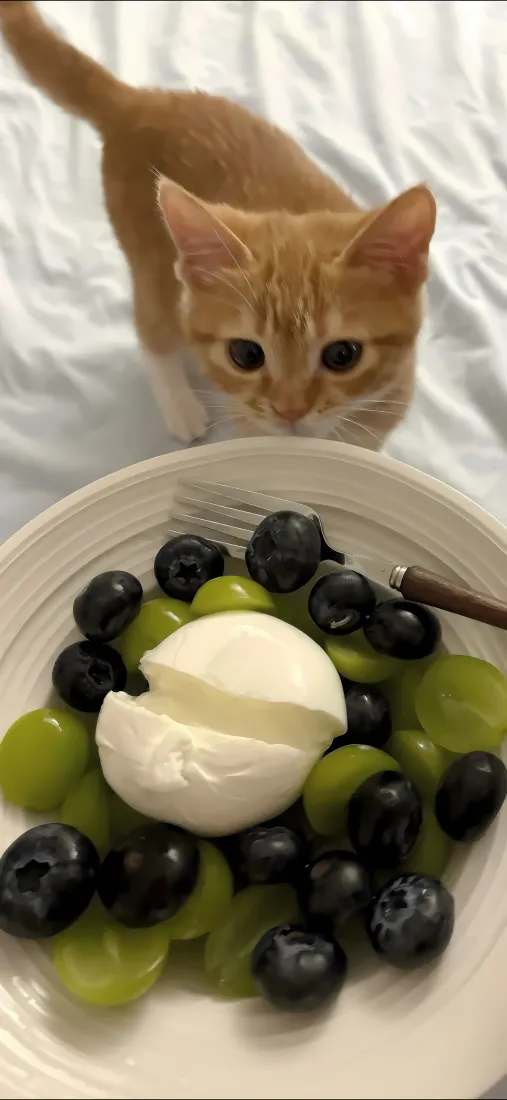 小橘喵手机壁纸｜水果奶酪背景图片 - 蓝莓葡萄猫咪「哲风壁纸」