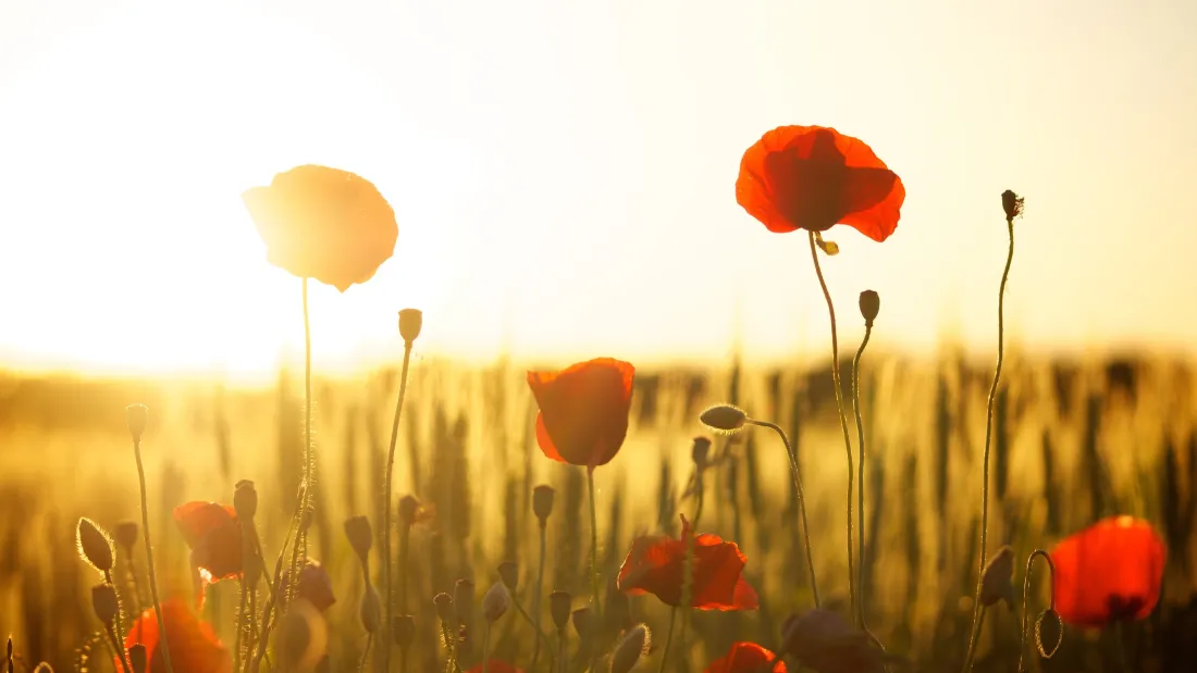 4k红罂粟花壁纸｜阳光麦田田野背景 - 自然风景「哲风壁纸」