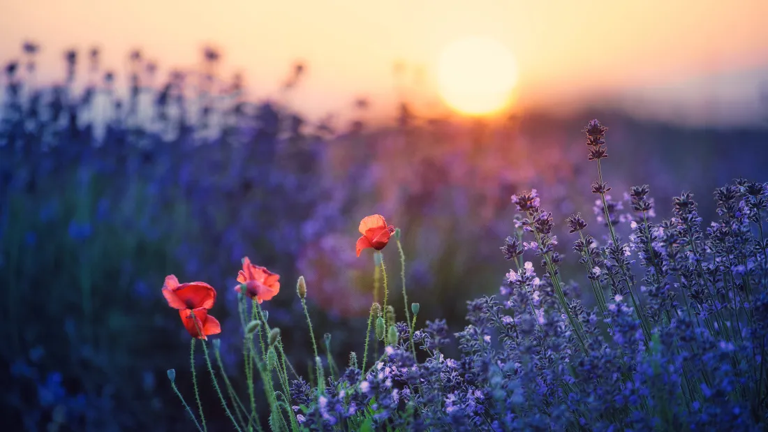 4k薰衣草花田壁纸｜日落背景图片 - 红色花朵「哲风壁纸」