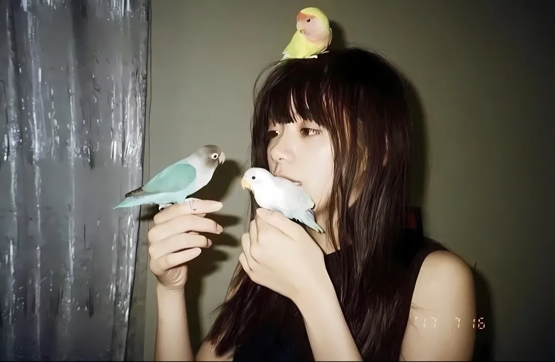 3k池田依来沙壁纸｜小鹦鹉背景图片 - 室内「哲风壁纸」