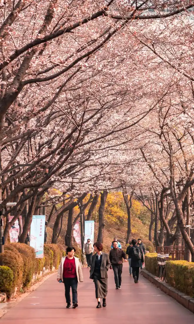 首尔樱花步道手机壁纸｜自然风景背景图片 - 韩国春天「哲风壁纸」