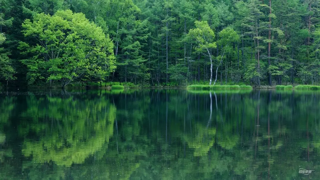 2k森林湖泊倒影壁纸｜自然风景背景图片 - 水与绿意「哲风壁纸」