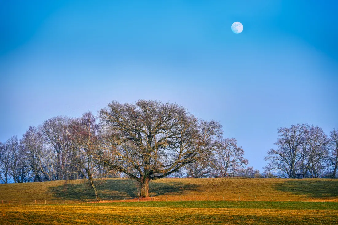 5k自然风景壁纸｜明月草地背景 - 树木蓝天「哲风壁纸」