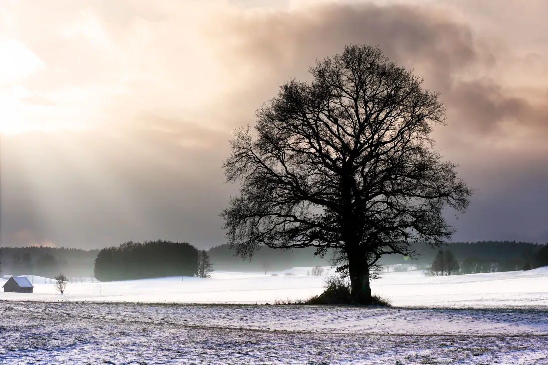 5k孤树雪景壁纸｜雪天背景图 - 孤独冬日「哲风壁纸」