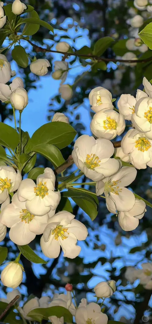 白色花朵手机壁纸｜蓝天背景图 - 景深花花「哲风壁纸」