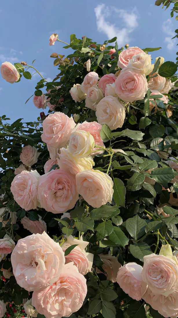 粉色玫瑰手机壁纸｜景深背景图片 - 自然风景「哲风壁纸」