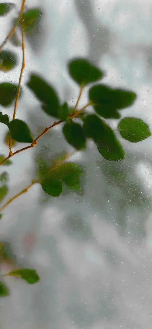 植物手机壁纸｜景深背景图片 - 清新绿植「哲风壁纸」