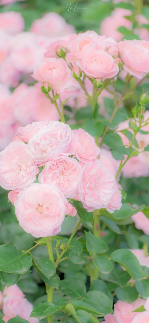 粉色花朵手机壁纸｜景深背景图片 - 花花「哲风壁纸」