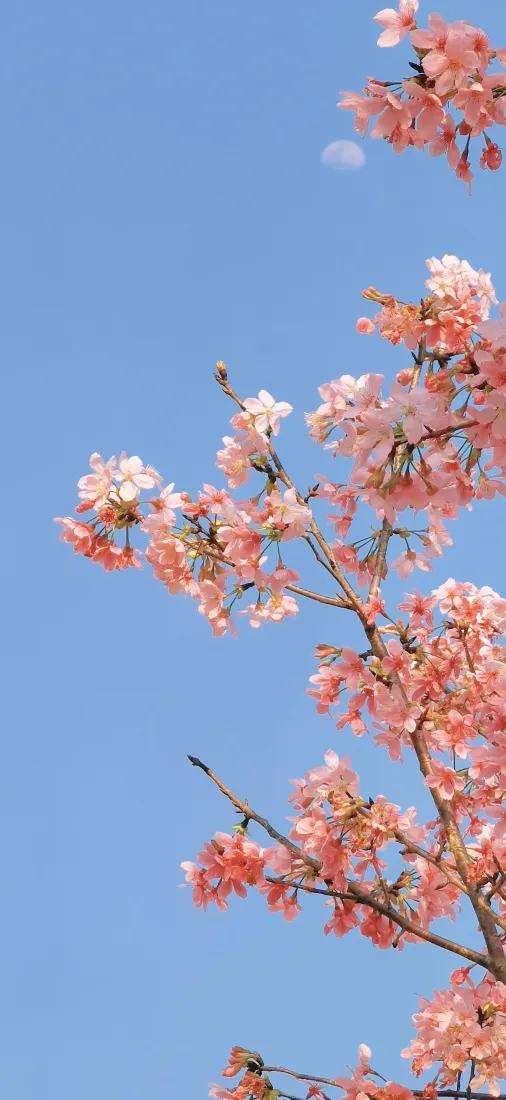 樱花手机壁纸｜蓝天背景图片 - 粉色花枝月亮「哲风壁纸」