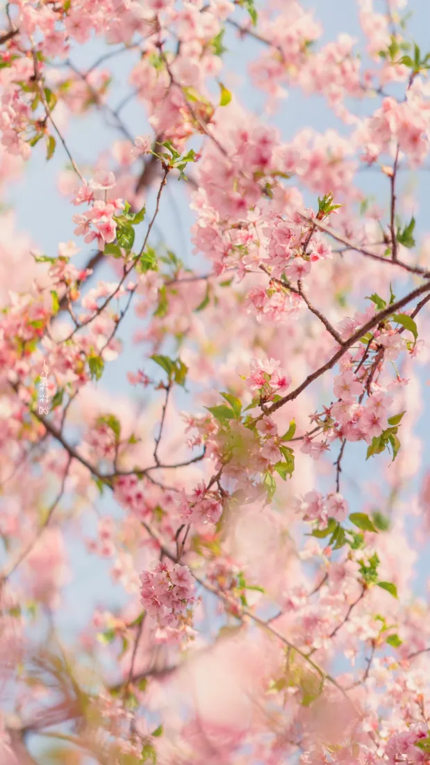 樱花手机壁纸｜粉色花朵背景图片 - 景深春日「哲风壁纸」
