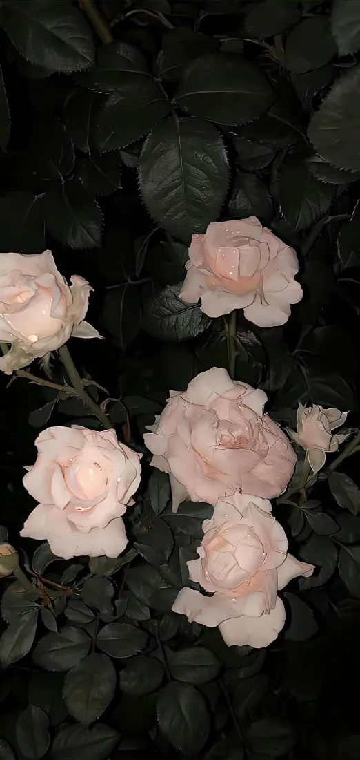 粉色玫瑰手机壁纸｜暗色背景 - 景深Ios花花「哲风壁纸」