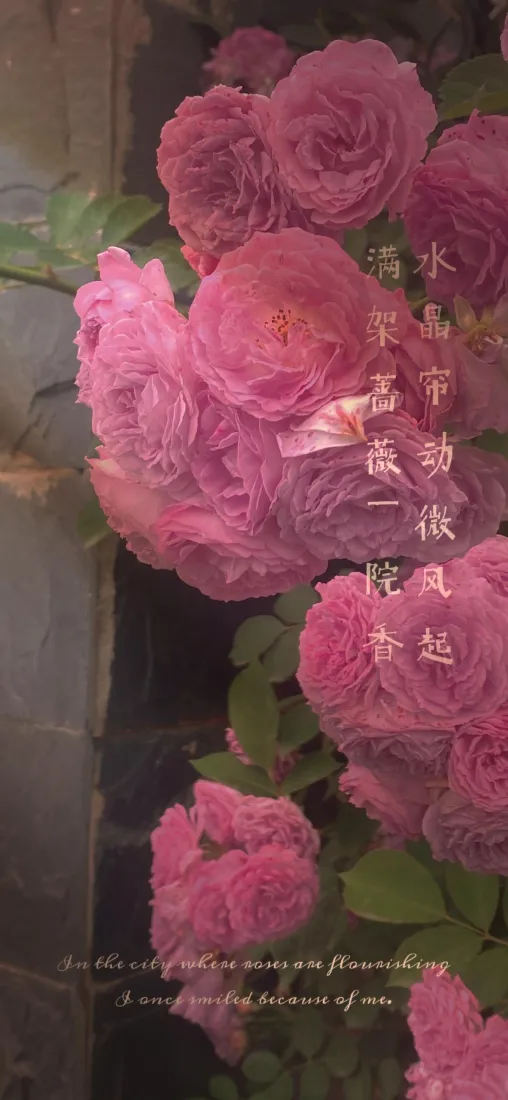 粉色玫瑰手机壁纸｜景深花卉背景 - 复古「哲风壁纸」