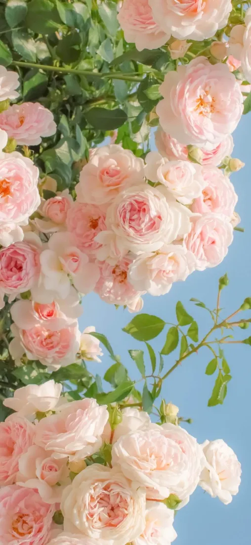 粉色玫瑰手机壁纸｜蓝天背景图片 - 花卉景深「哲风壁纸」