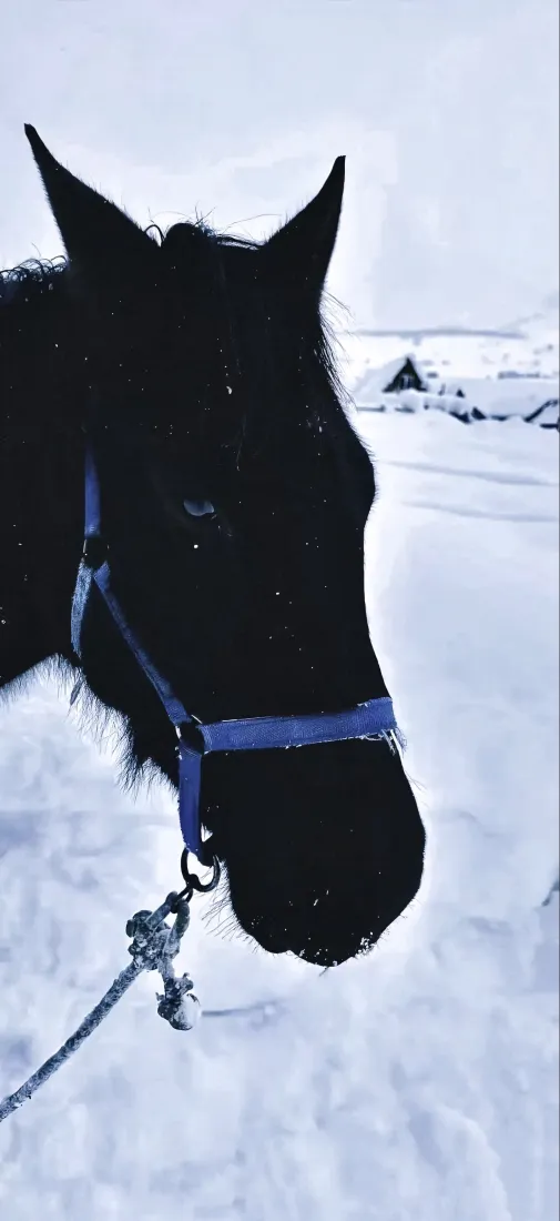 黑马手机壁纸｜雪地背景图片 - 蓝色缰绳「哲风壁纸」