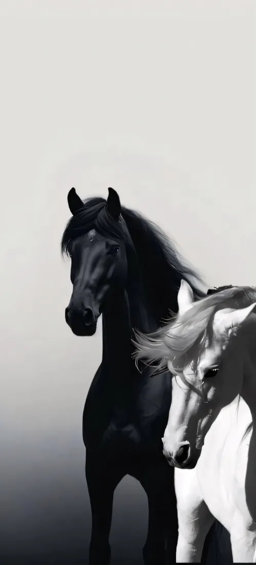 黑白马匹手机壁纸｜艺术背景图片 - 高级「哲风壁纸」