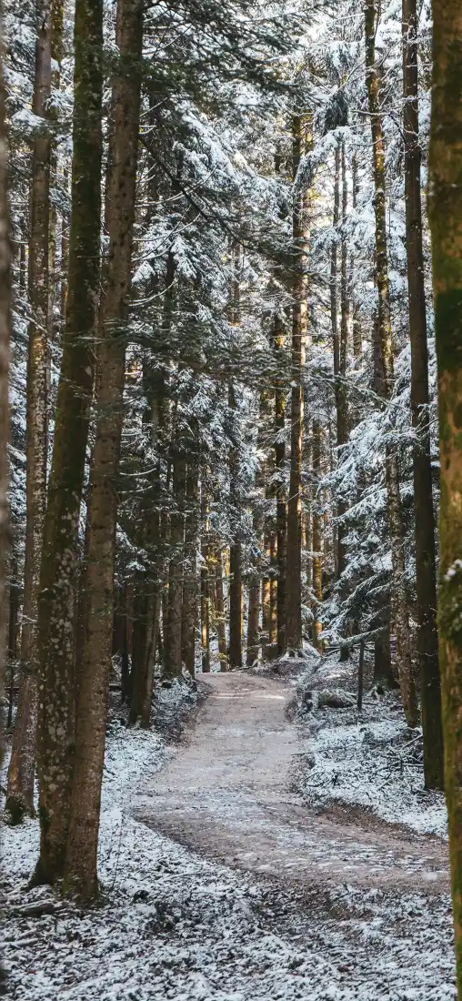 冬日树林手机壁纸｜雪地背景图片 - 林间小径「哲风壁纸」