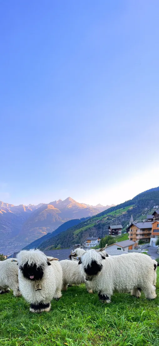 小绵羊手机壁纸｜草原背景图片 - 山村牧场风光「哲风壁纸」