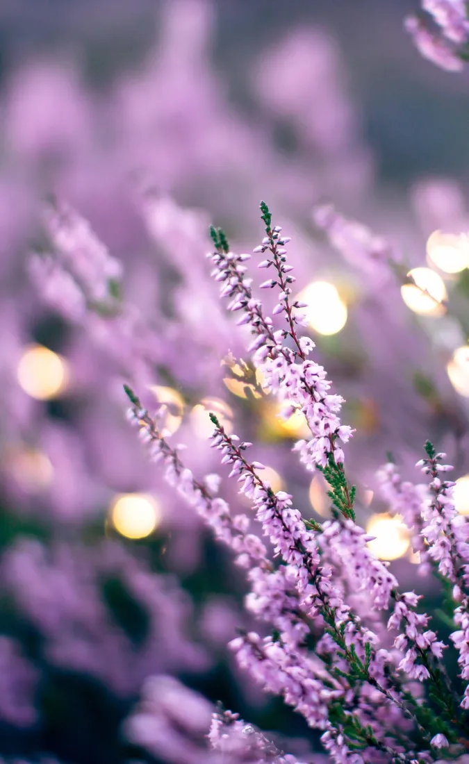 紫色花朵手机壁纸｜梦幻光斑背景图片 - 浅景深花卉「哲风壁纸」