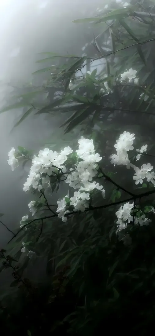 白花花枝手机壁纸｜雾景背景图片 - 朦胧自然风景「哲风壁纸」