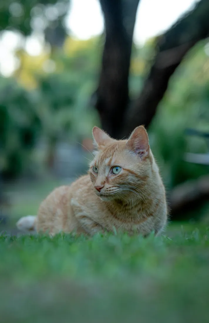 橘猫手机壁纸｜绿色草地背景 - 户外可爱猫咪「哲风壁纸」