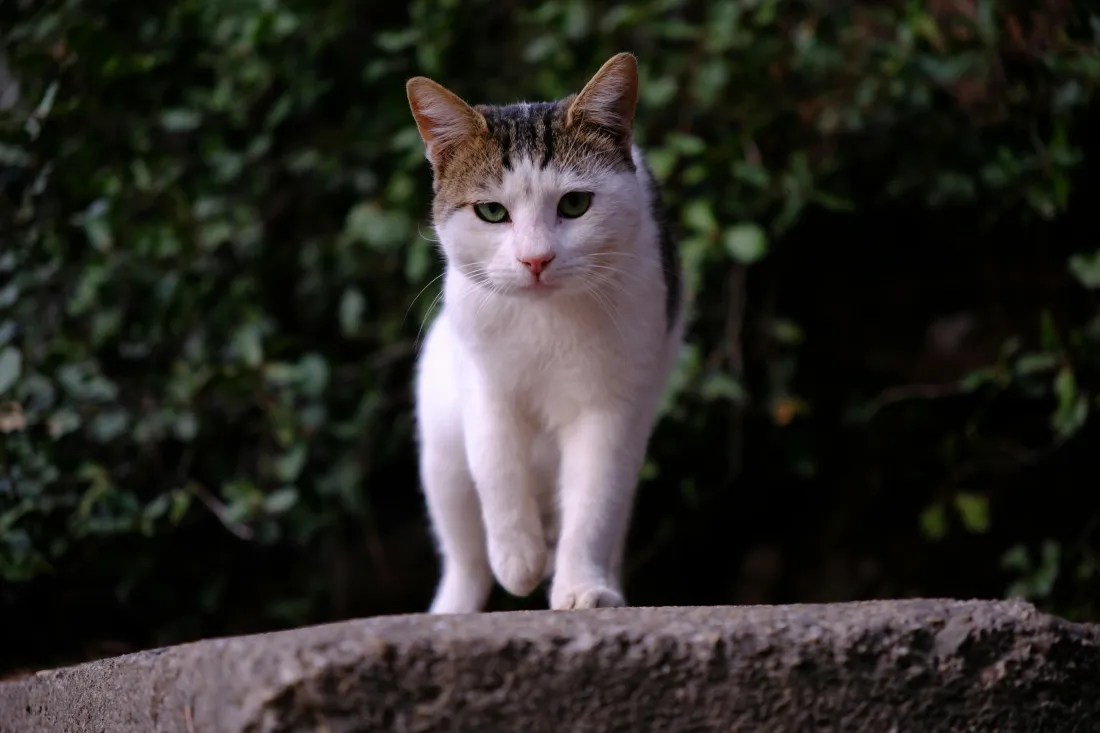 8k猫咪壁纸｜绿植背景图片 - 可爱宠物猫「哲风壁纸」