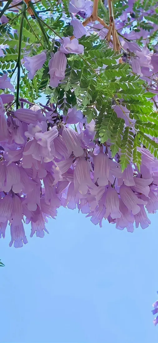 蓝花楹手机壁纸｜蓝天背景图 - 紫色花卉「哲风壁纸」