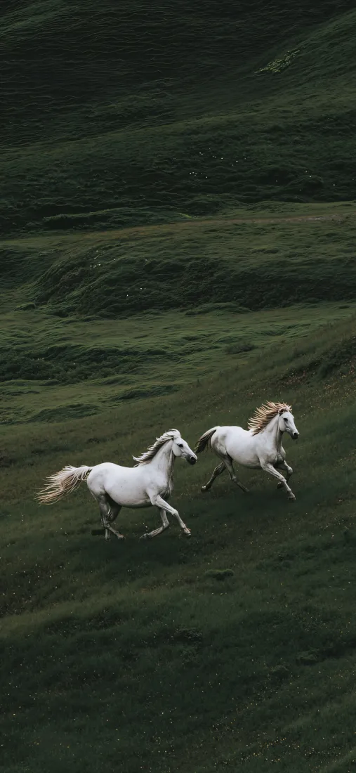 草原白马手机壁纸｜绿色草地背景图片 - 骏马奔跑「哲风壁纸」