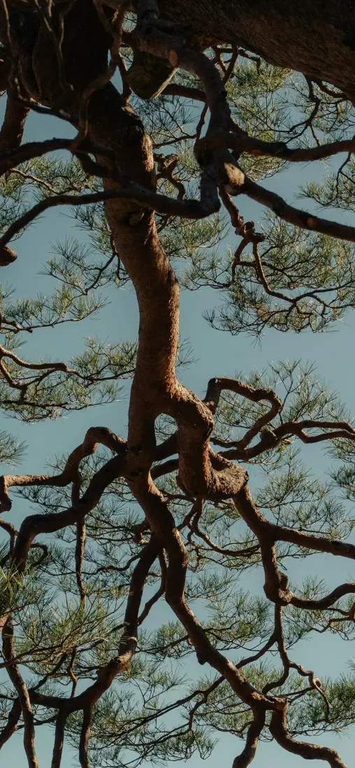 树枝自然风景手机壁纸｜蓝天背景图片 - 简约松树「哲风壁纸」