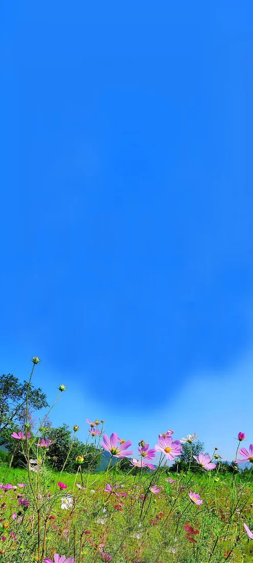 花海手机壁纸｜蓝天背景图片 - 自然风景「哲风壁纸」