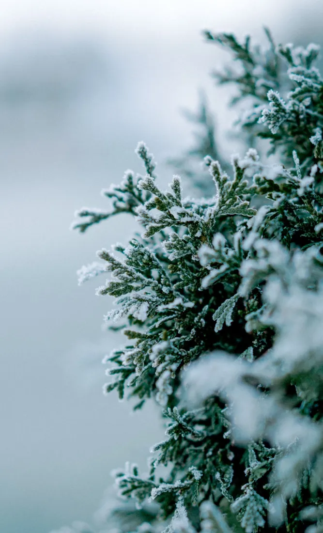 霜冻植物手机壁纸｜景深背景图 - 冬日自然风景「哲风壁纸」