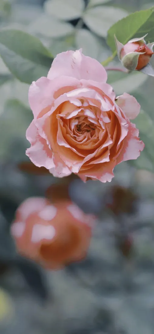 粉色玫瑰手机壁纸｜景深背景图片 - 花花「哲风壁纸」