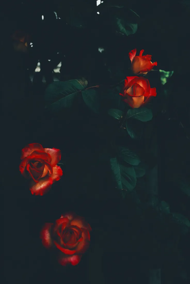 红玫瑰手机壁纸｜深色背景图片 - 景深花卉「哲风壁纸」