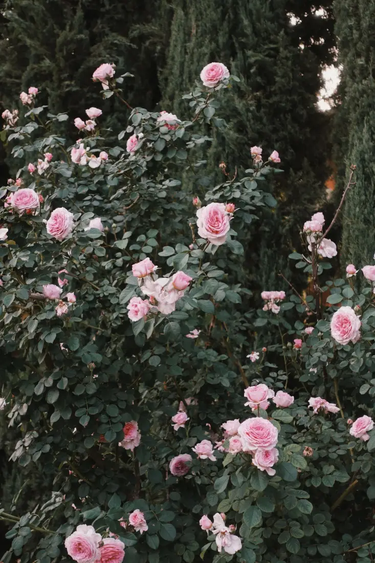 粉色玫瑰手机壁纸｜花卉背景图片 - 景深自然风景「哲风壁纸」