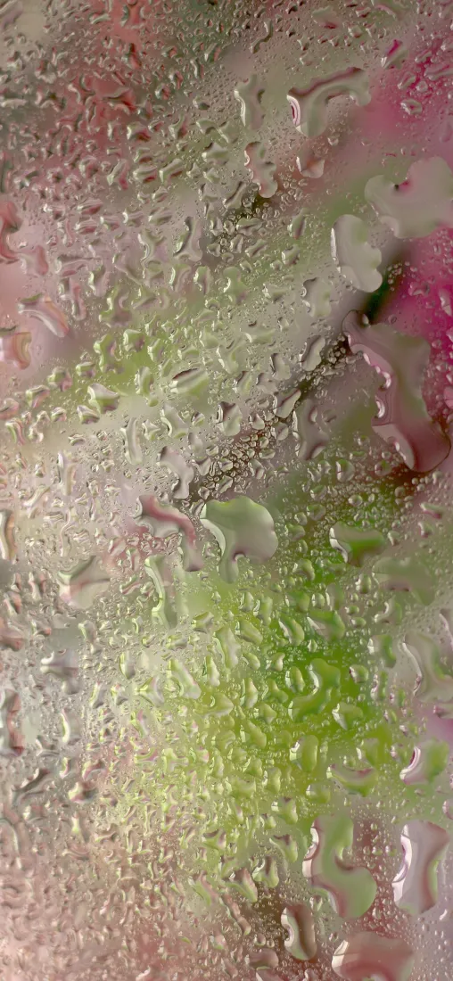 水珠植物手机壁纸｜朦胧背景图片 - 粉绿色清新「哲风壁纸」