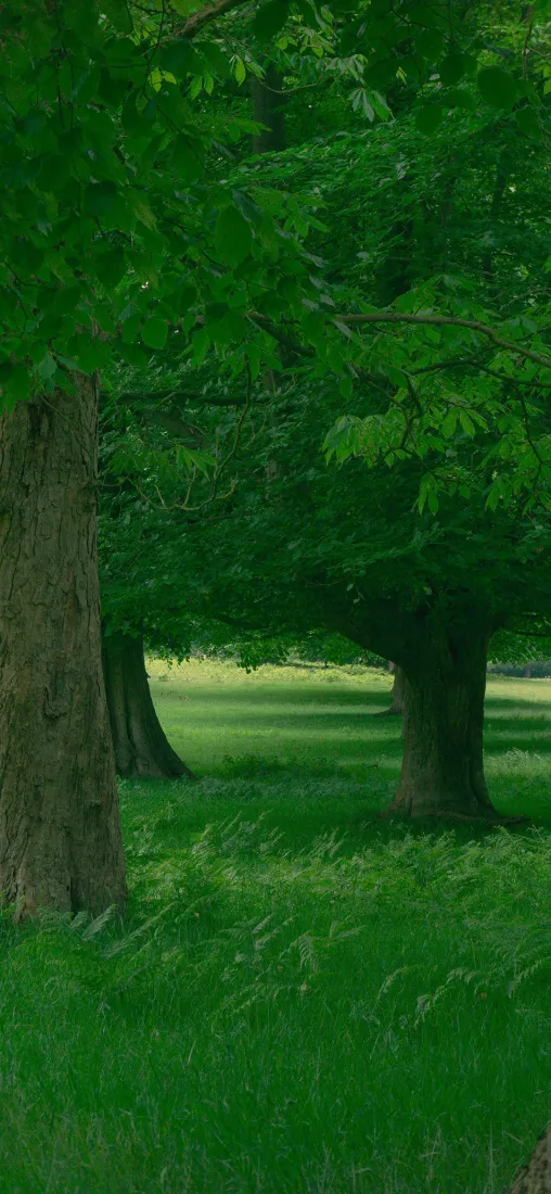 自然风景手机壁纸｜绿色树木背景图片 - 草地森林「哲风壁纸」