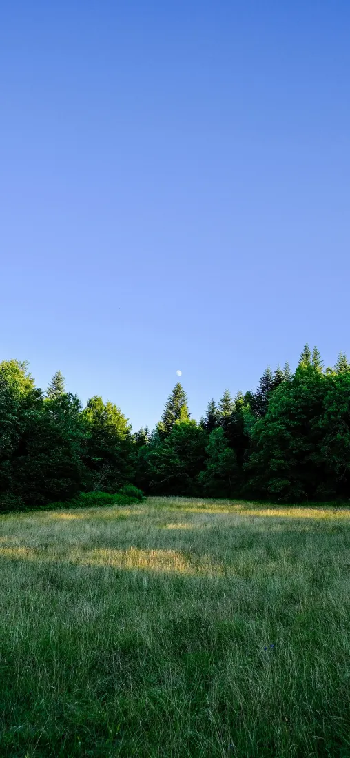 自然风景手机壁纸｜蓝天草地背景图片 - 树林阳光「哲风壁纸」
