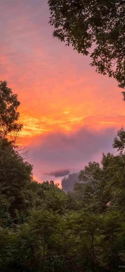 晚霞树林手机壁纸｜黄昏天空背景 - 自然风景「哲风壁纸」