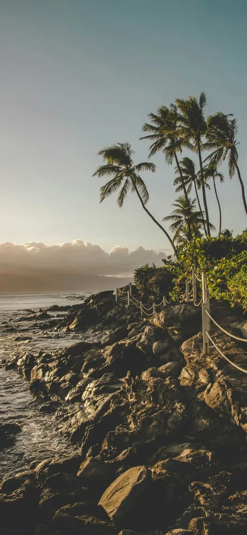 棕榈树海边手机壁纸｜岩石背景 - 夕阳海浪「哲风壁纸」
