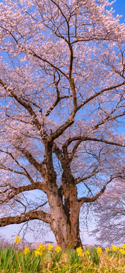 樱花树手机壁纸｜粉色樱花背景图 - 蓝天黄花「哲风壁纸」
