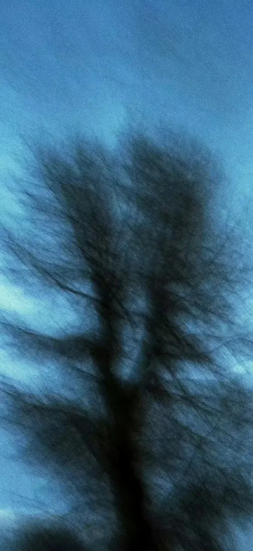 树影手机壁纸｜蓝色背景图片 - 寂静夜景「哲风壁纸」