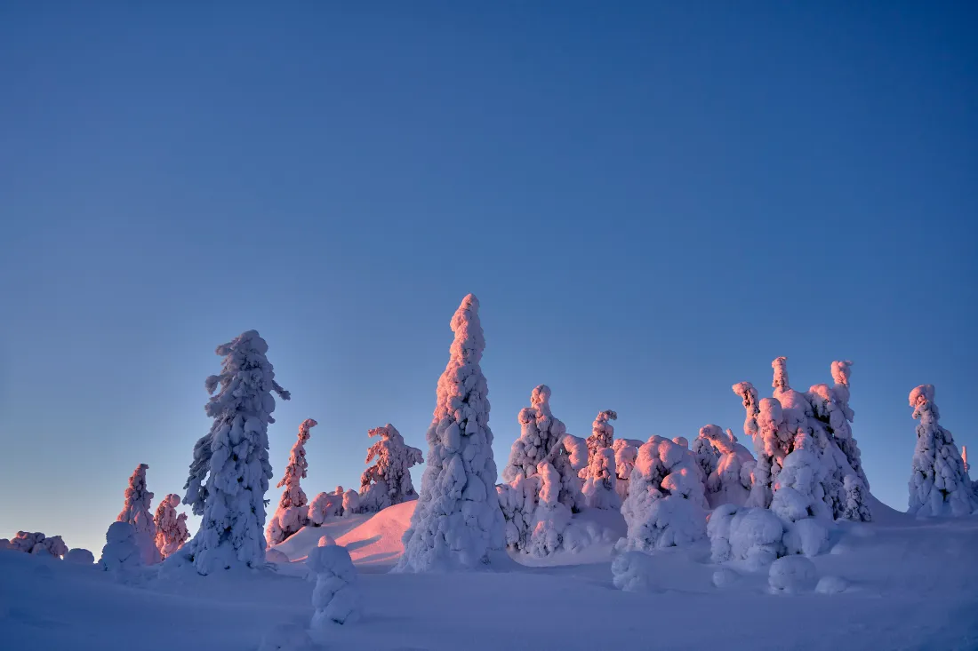 7k雪景壁纸｜冬季背景图片 - 雪松冰雪蓝天「哲风壁纸」