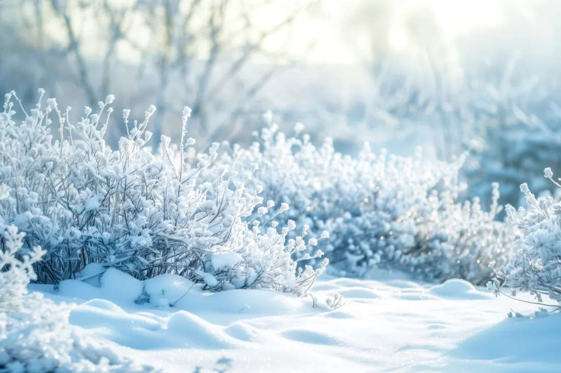 9k雪景壁纸｜冬日背景图片 - 雪地霜花树林「哲风壁纸」