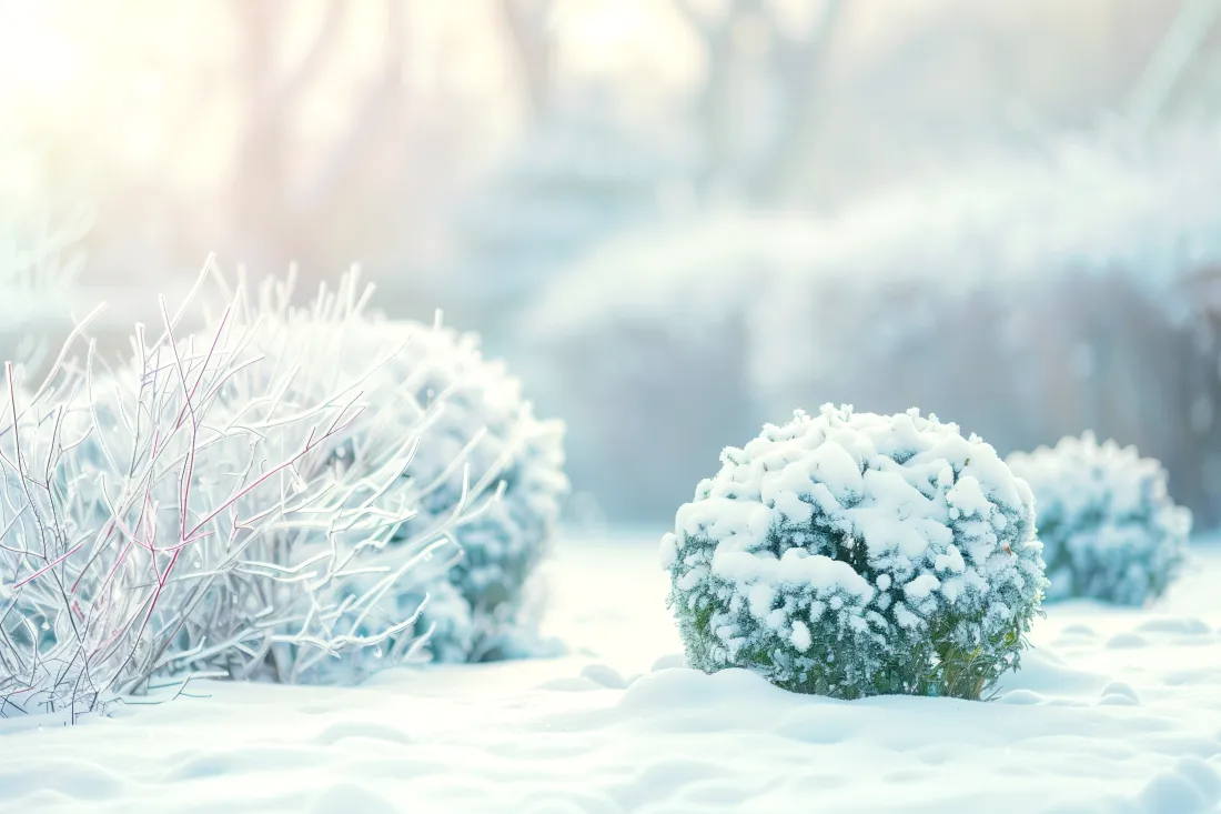 9k雪景壁纸｜雪地植物背景图片 - 冬日积雪「哲风壁纸」
