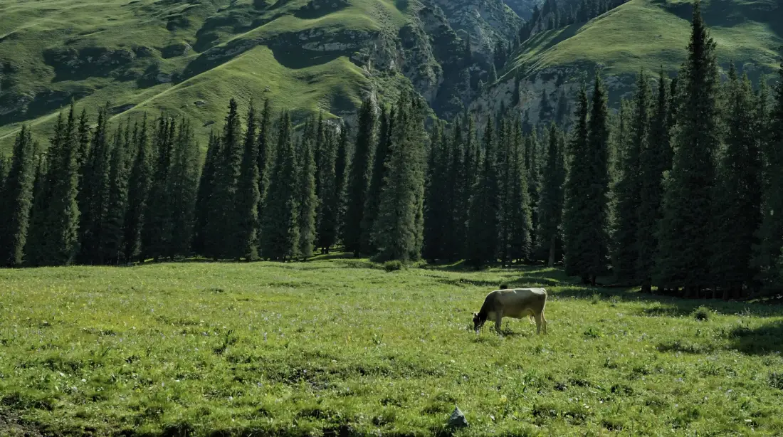 2k草原森林山脉壁纸｜自然风景背景图 - 牛「哲风壁纸」