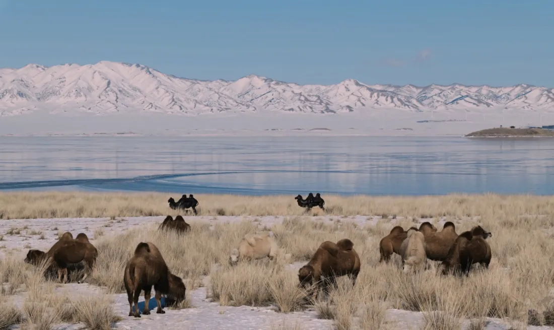 2k骆驼壁纸｜雪山湖水背景图片 - 草原风光「哲风壁纸」