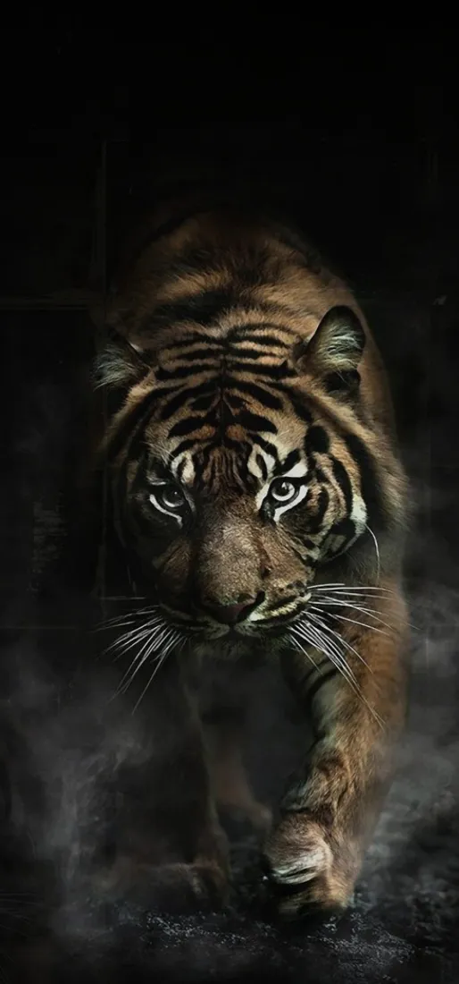 老虎手机壁纸｜暗色烟雾背景图片 - 凶猛猛兽「哲风壁纸」