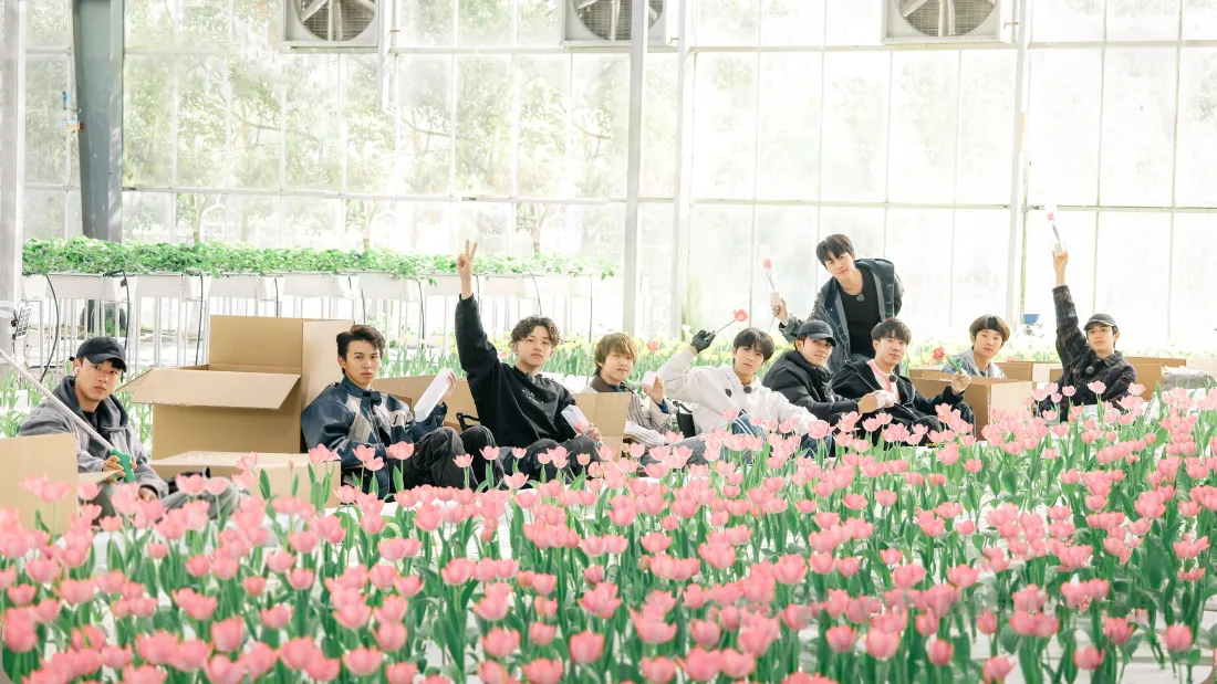 6k十个勤天｜粉色郁金香背景图 - 温室大棚「哲风壁纸」