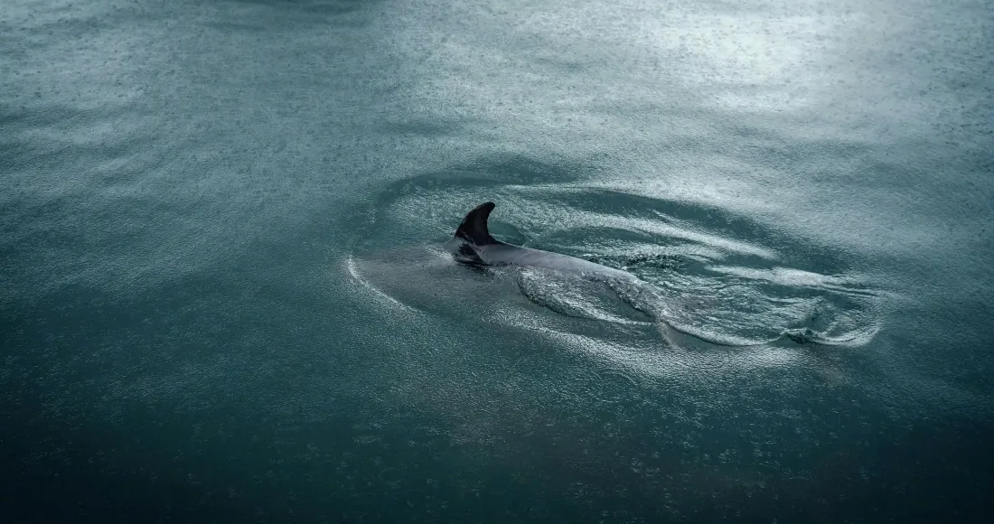 4k海洋壁纸｜海面背景图片 - 潜水的海豚「哲风壁纸」