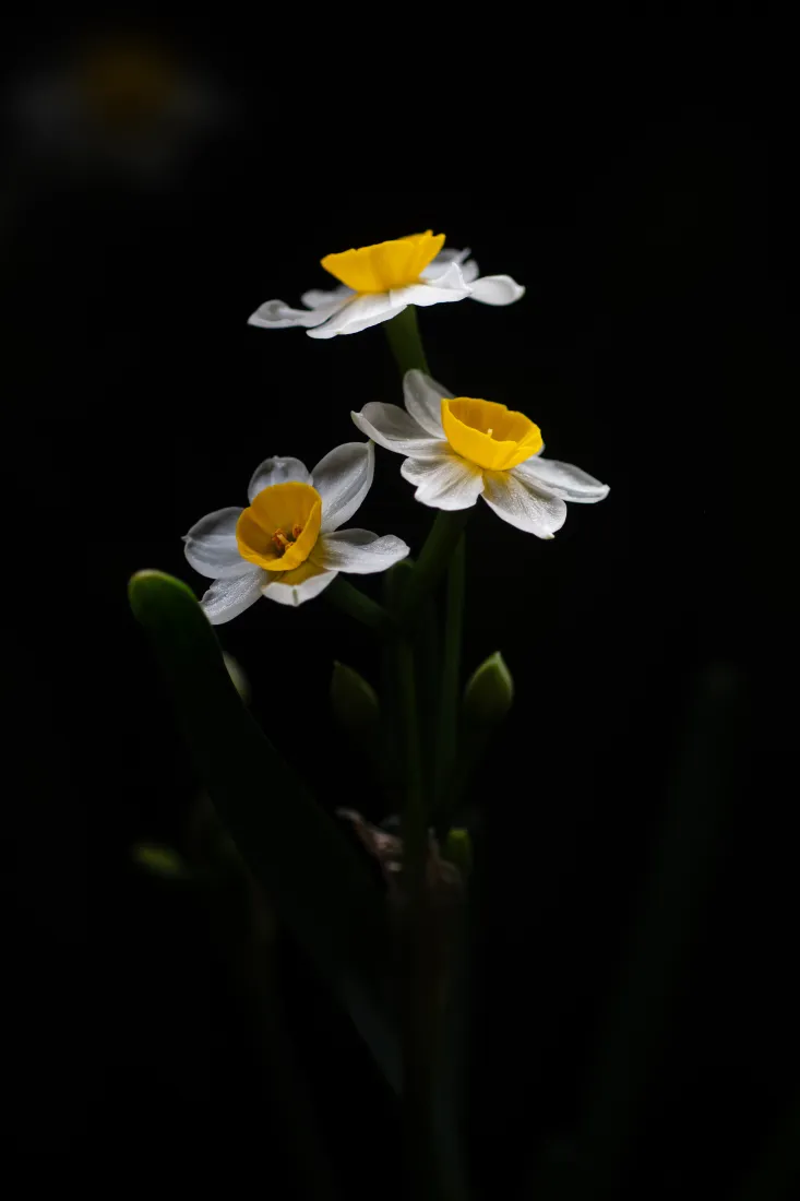 水仙花手机壁纸｜黑色背景图片 - 黄色花蕊「哲风壁纸」