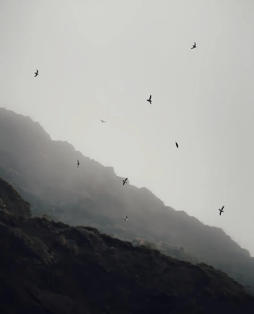 自然风景手机壁纸｜灰色天空背景 - 山峦飞鸟「哲风壁纸」